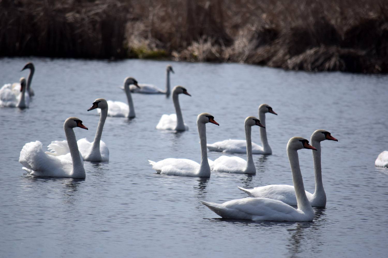 , Неверова Наталья