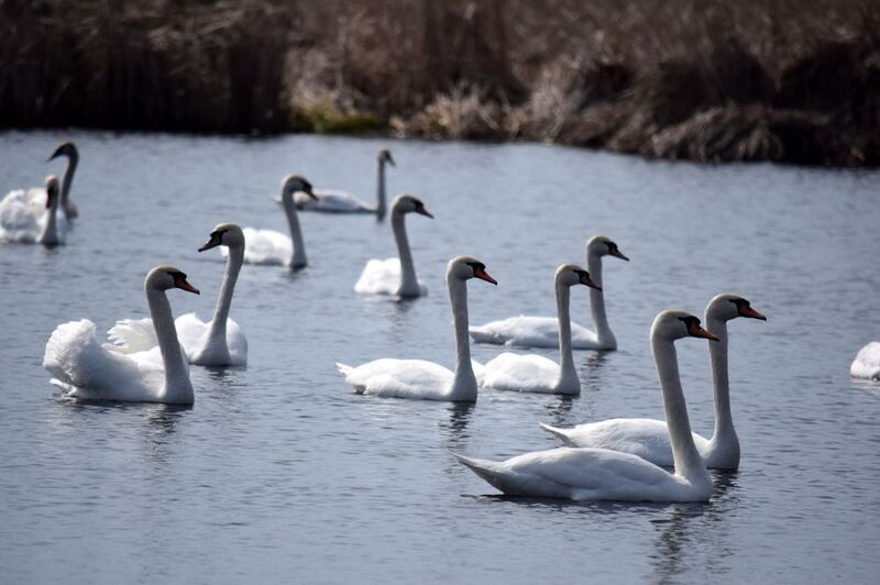 Лебедь-шипун фото превью