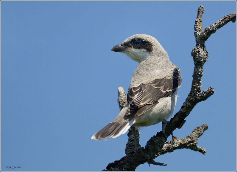сорокопут,серый,птица Серый сорокопут фото превью