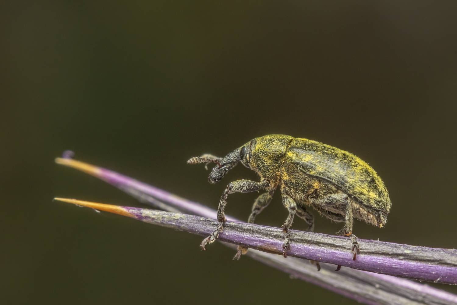 #macro #insects #nature #closeup, Nikolay Tatarchuk