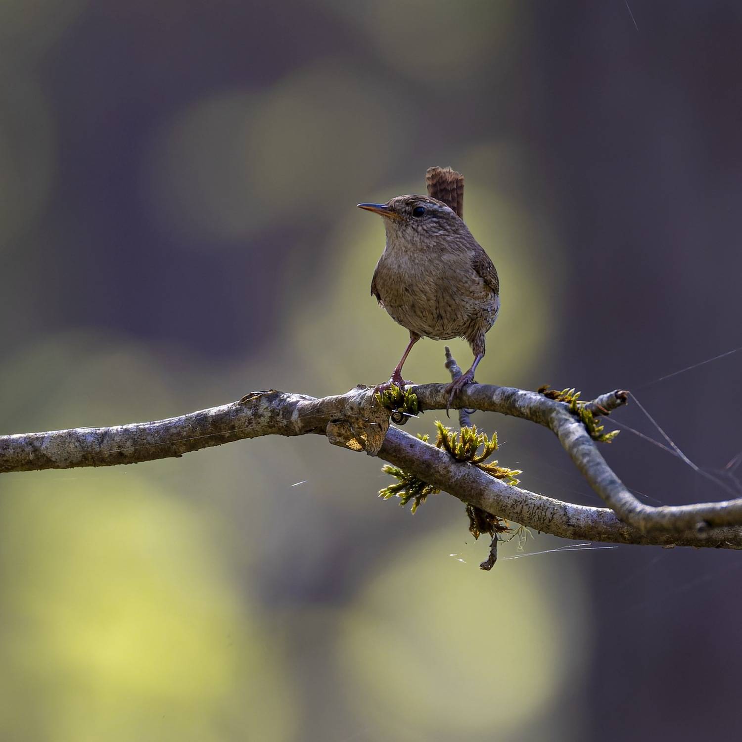крапивник, птицы, Руслан Pl