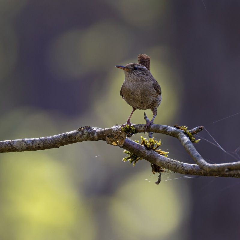 крапивник, птицы Крапивник фото превью