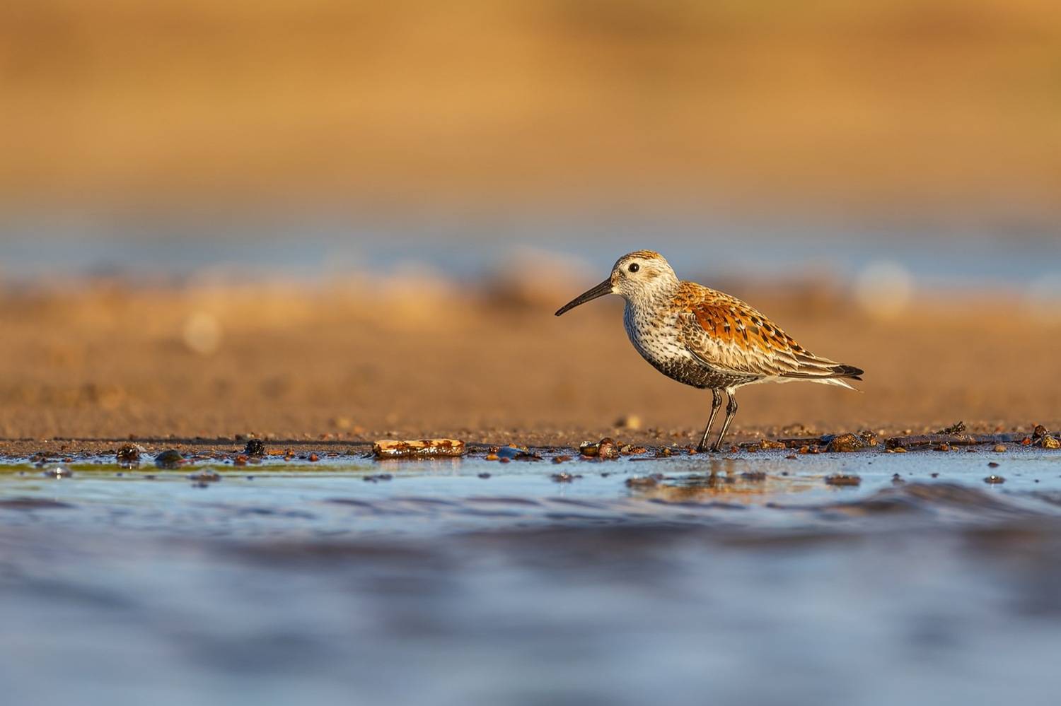 чернозобик, кулик, птицы, Руслан Pl