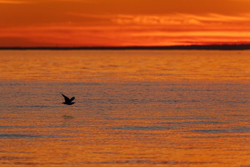 финский залив, закат Финский залив фото превью