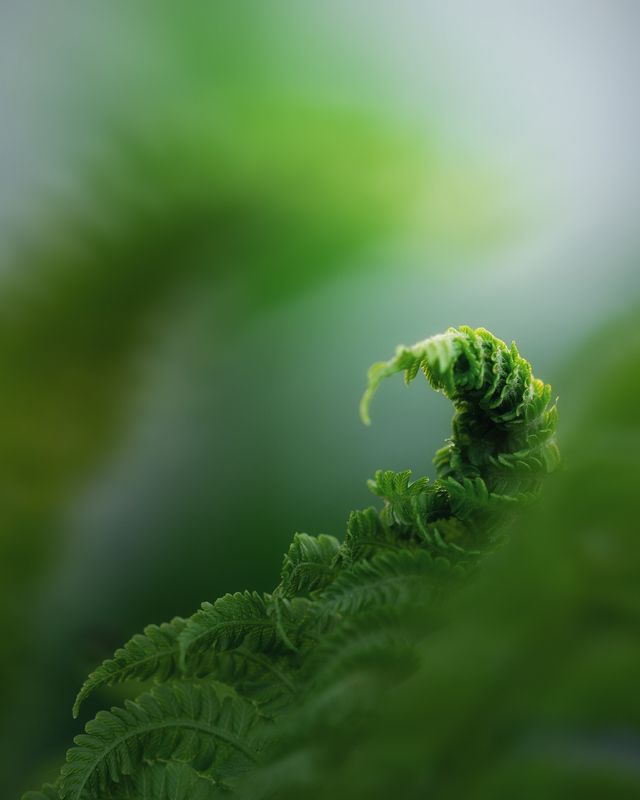 Начало фото превью