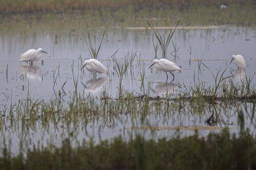 Ghost of the Shallows