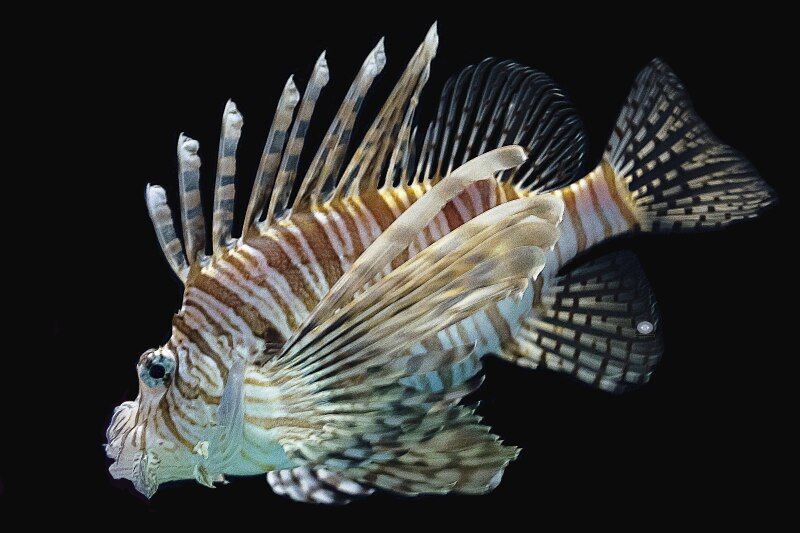 Lionfish фото превью