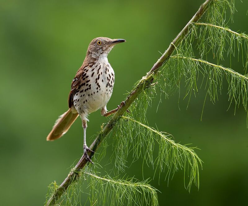 коричневый пересмешник, brown thrasher, пересмешник, весна Brown Thrasher -Коричневый пересмешник фото превью