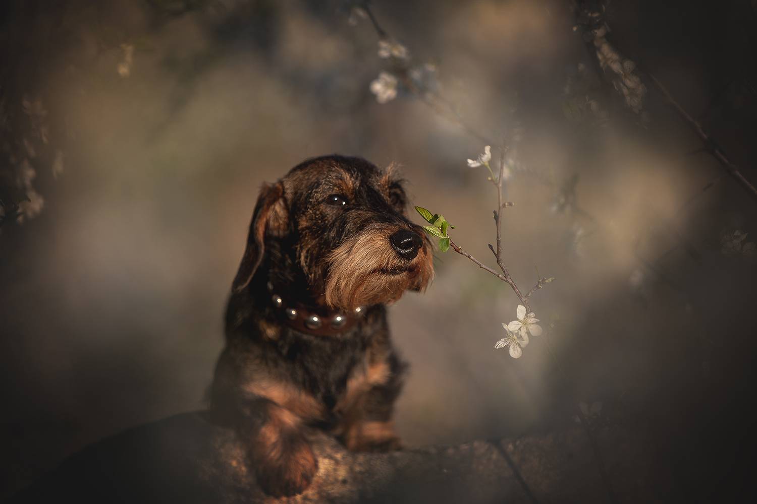 , Елена Самусенкова