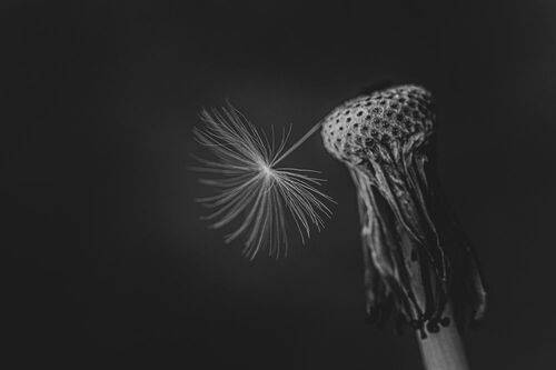 Последнее семя