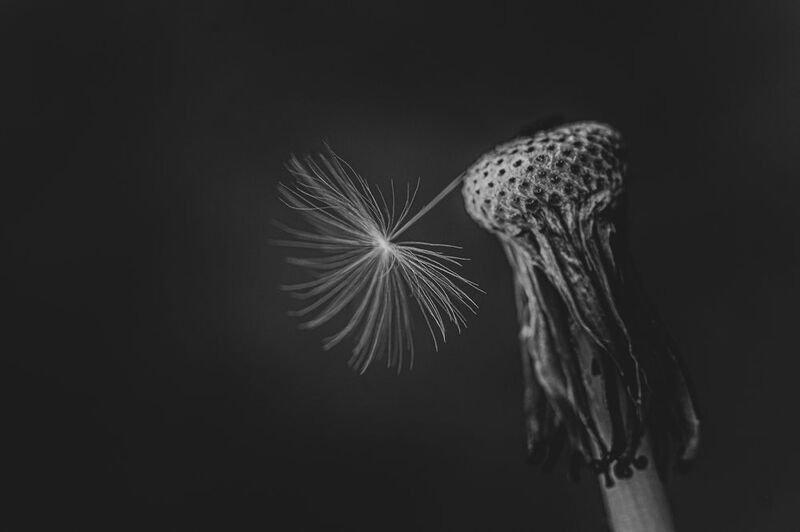 одуванчик, черно-белое, макро, цветы. Последнее семя фото превью
