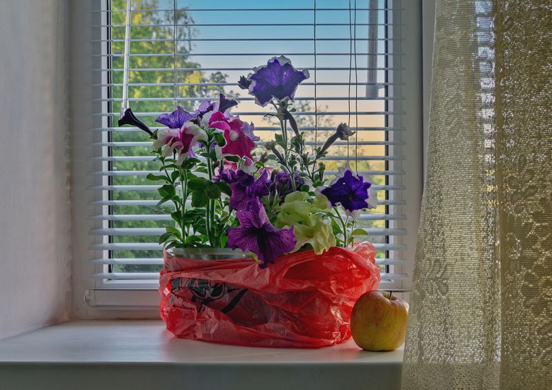 Цветы на окне фото превью