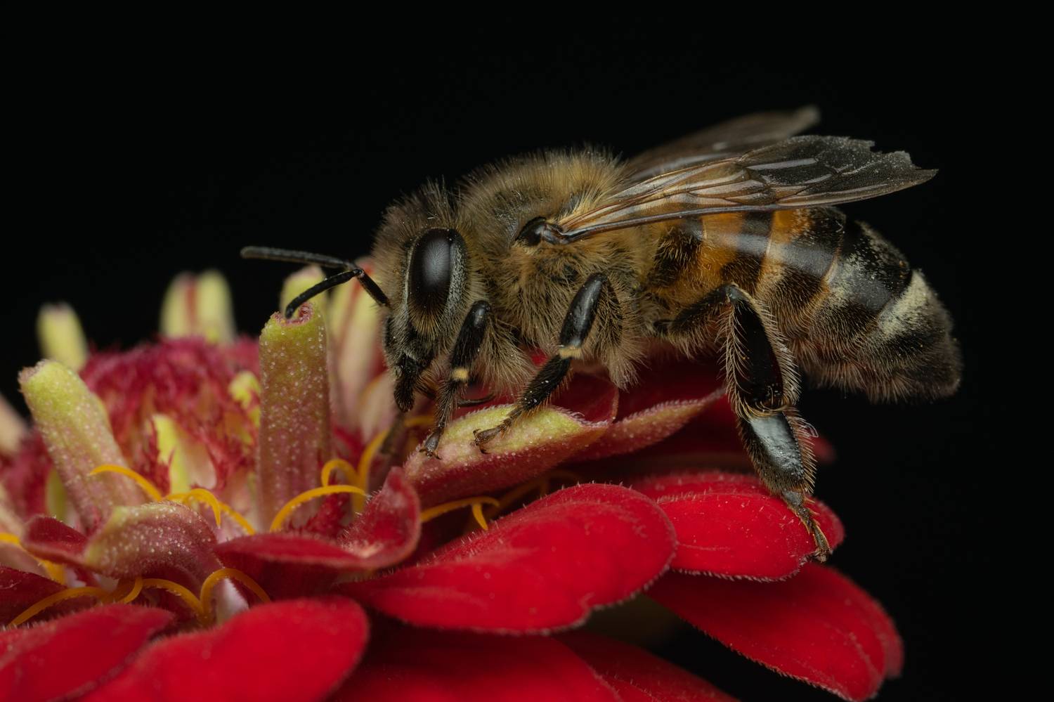 пчела,макро,ставрополь,вега11у,apis mellifera, Ветренко Денис