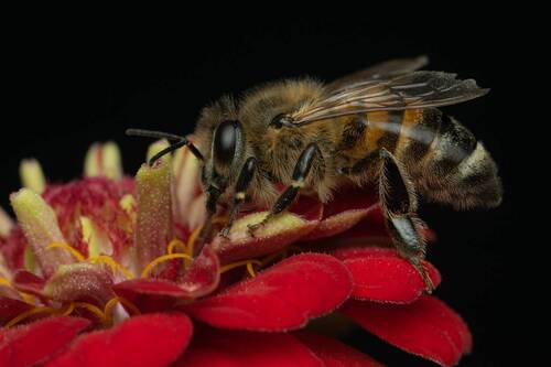 Медоносная пчела (лат. Apis mellifera)