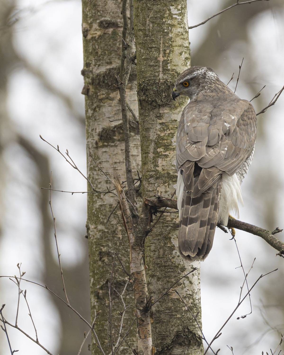 тетеревятник, ястреб, птицы, Руслан Pl