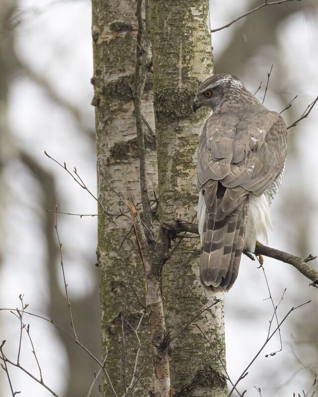 тетеревятник, ястреб, птицы Тетеревятник фото превью