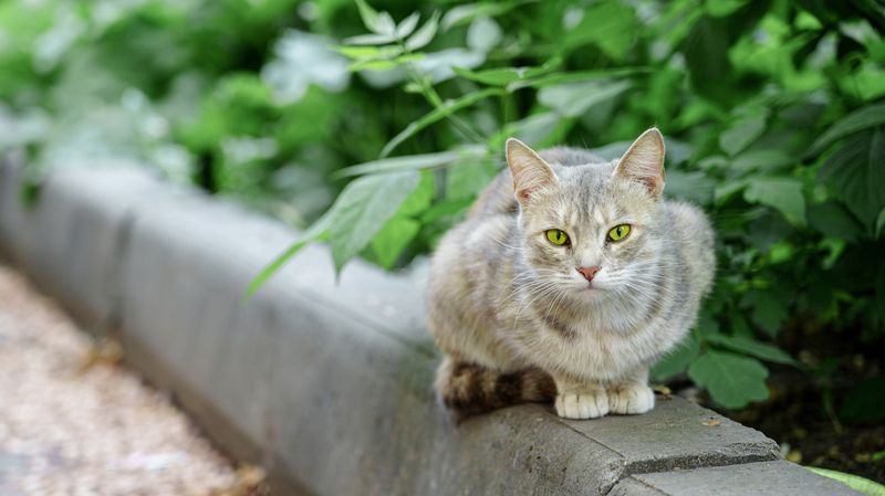 Кошка фото превью