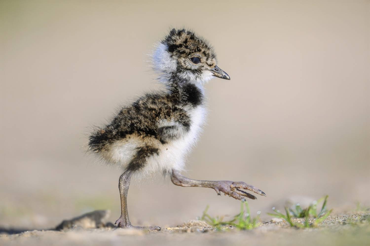 , Пупонин Сергей