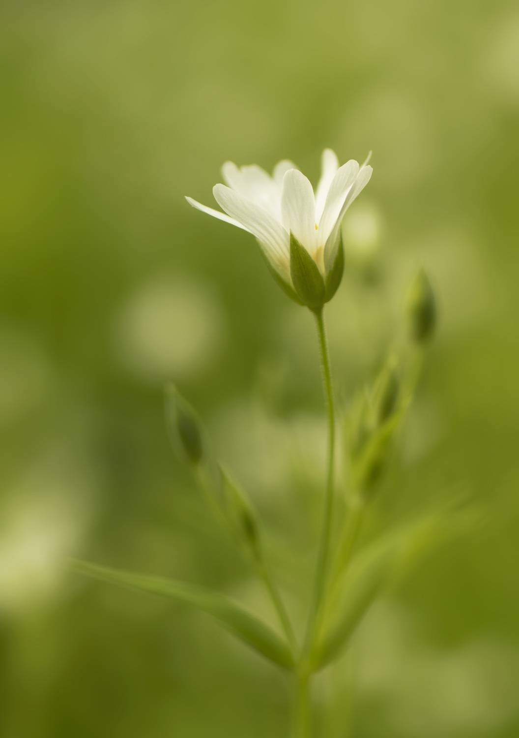 , Бонина Ольга