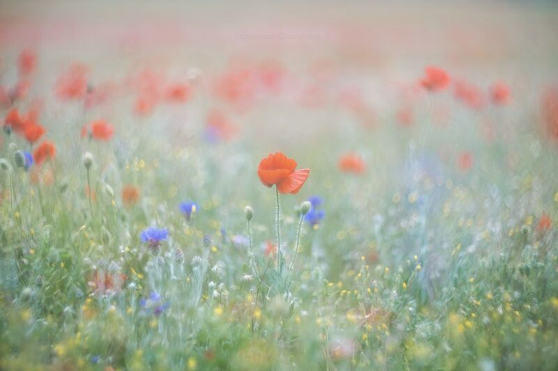 крым, весна, закат, цветы, пейзаж, маки, севастополь Акварель с маками фото превью