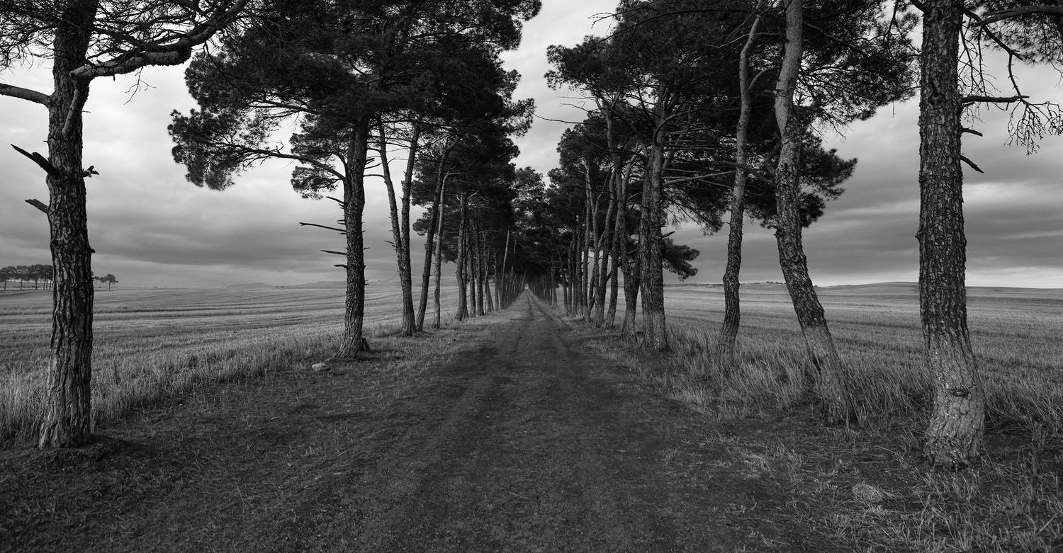trees, fields, road, black, white,, Gubski Alexander