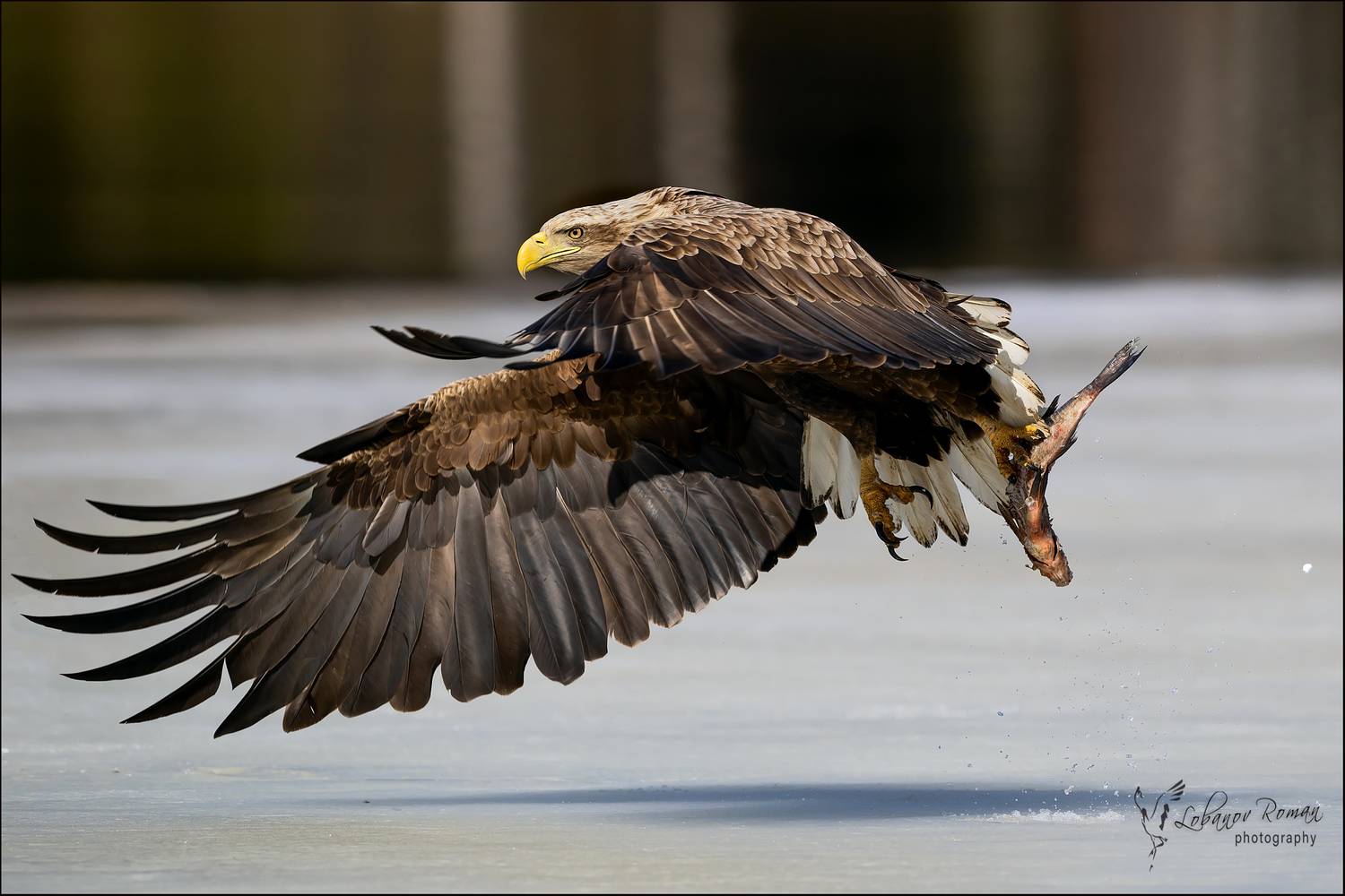 , Лобанов Роман