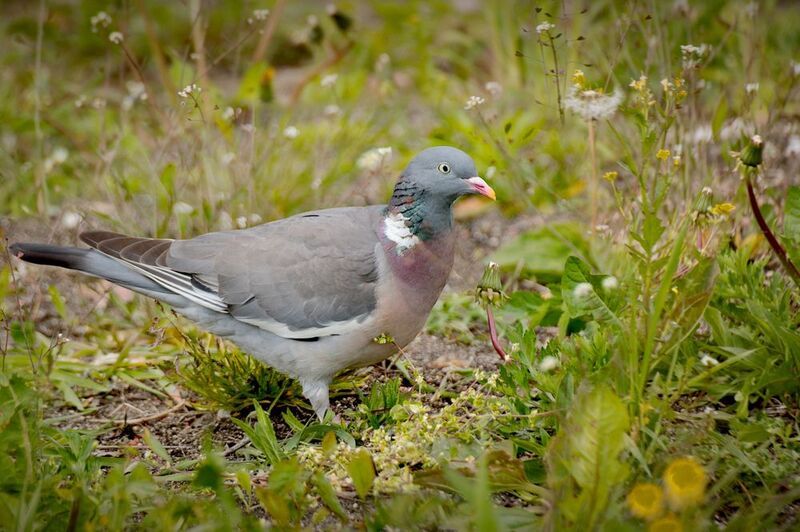 природа, птицы, вяхирь Вяхирь или лесной голубь фото превью