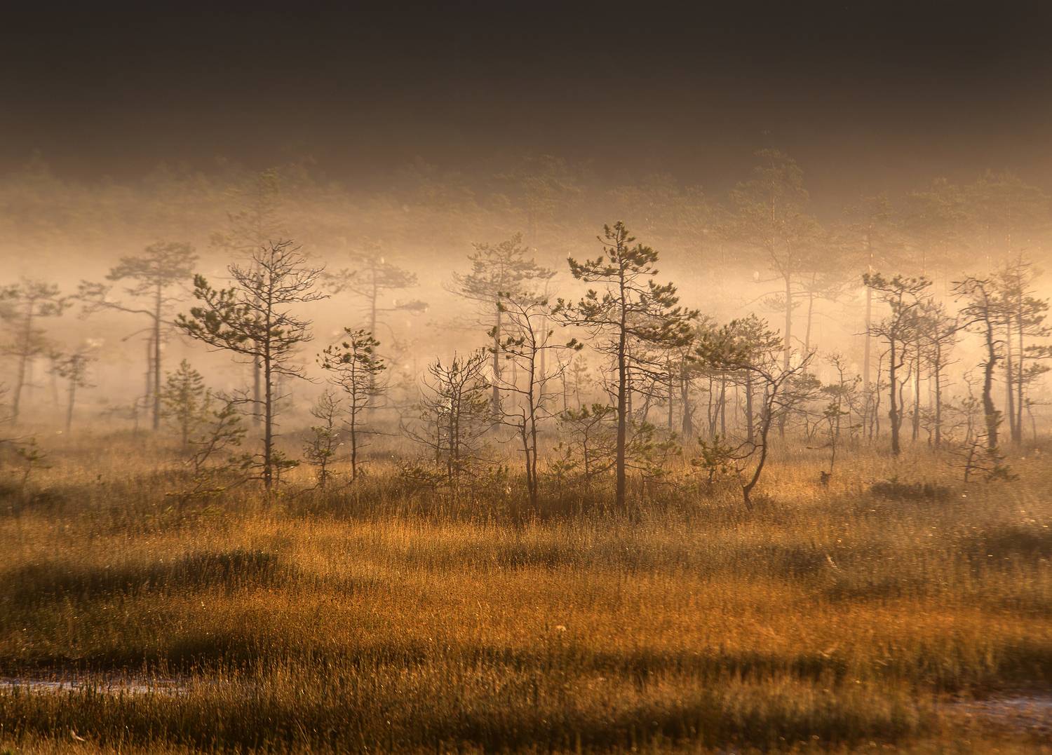 болото, карелия, туман, утро, рассвет, фототур, Павел Ващенков