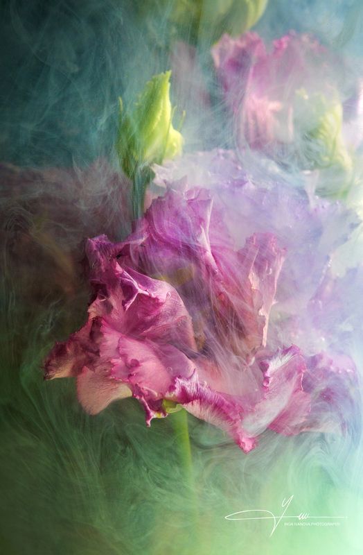 Pink Eustoma in the Mist фото превью