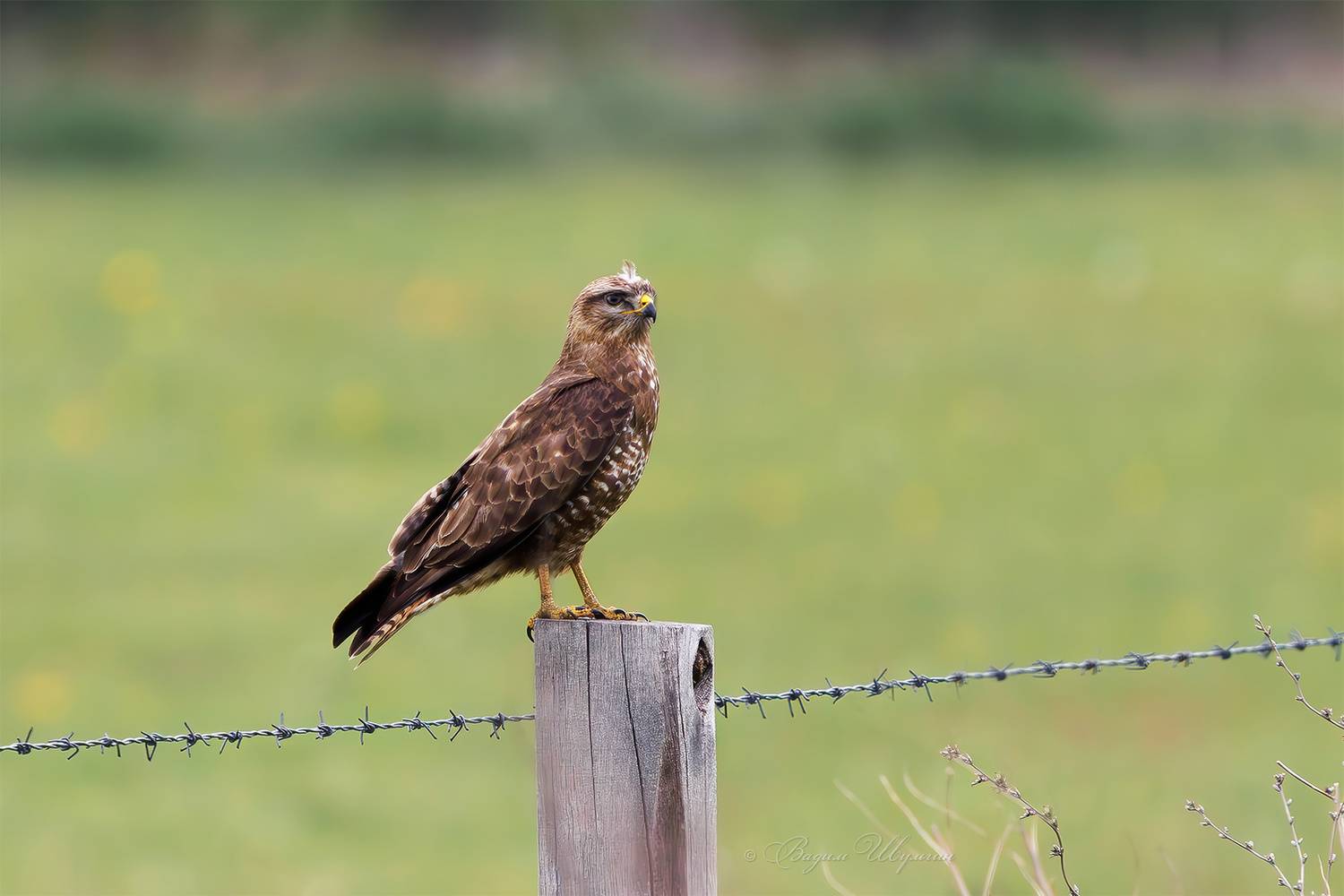 канюк, Шульгин Вадим