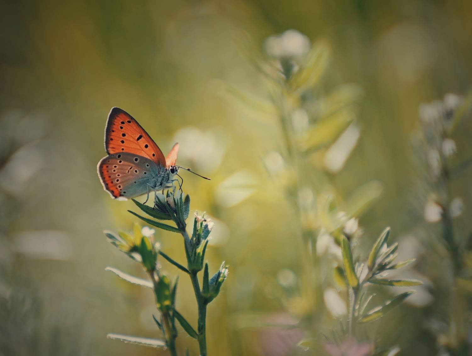 , Герчев Николай