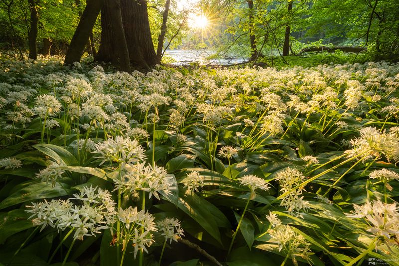 Blooming Garlic фото превью