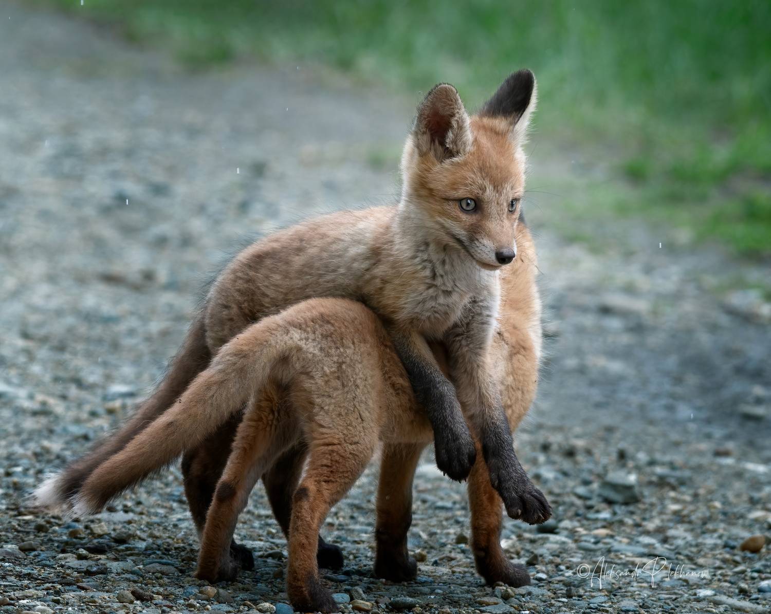 wildlife, little fox, Плеханов Александр