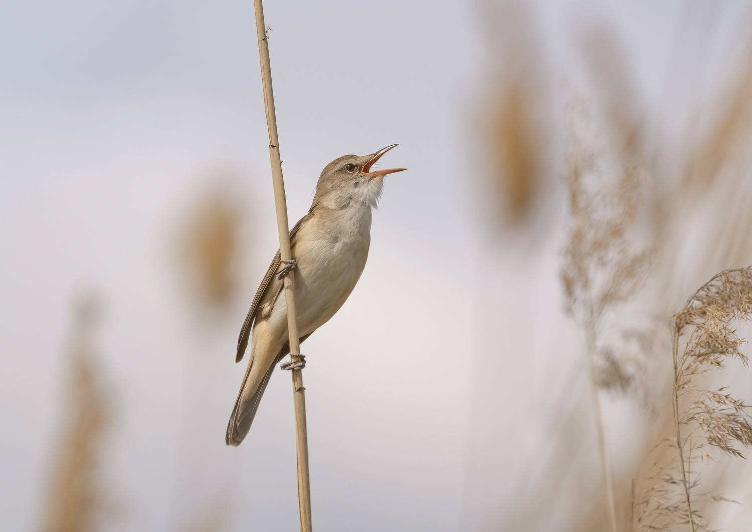 птицы,природа, весна, Андрей Киселёв