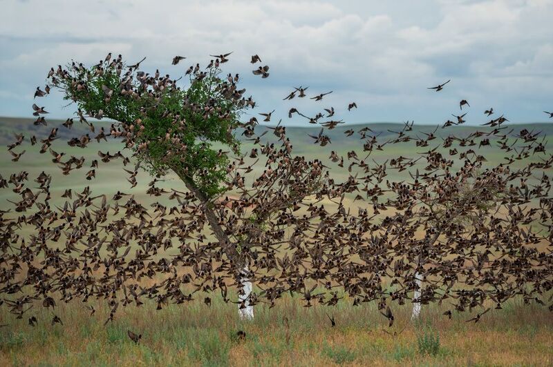 Розовые скворцы фото превью