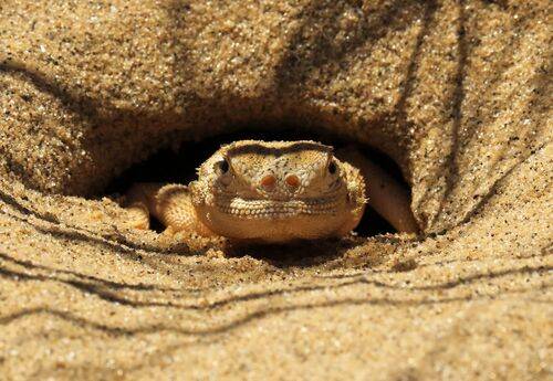 Круглоголовка..