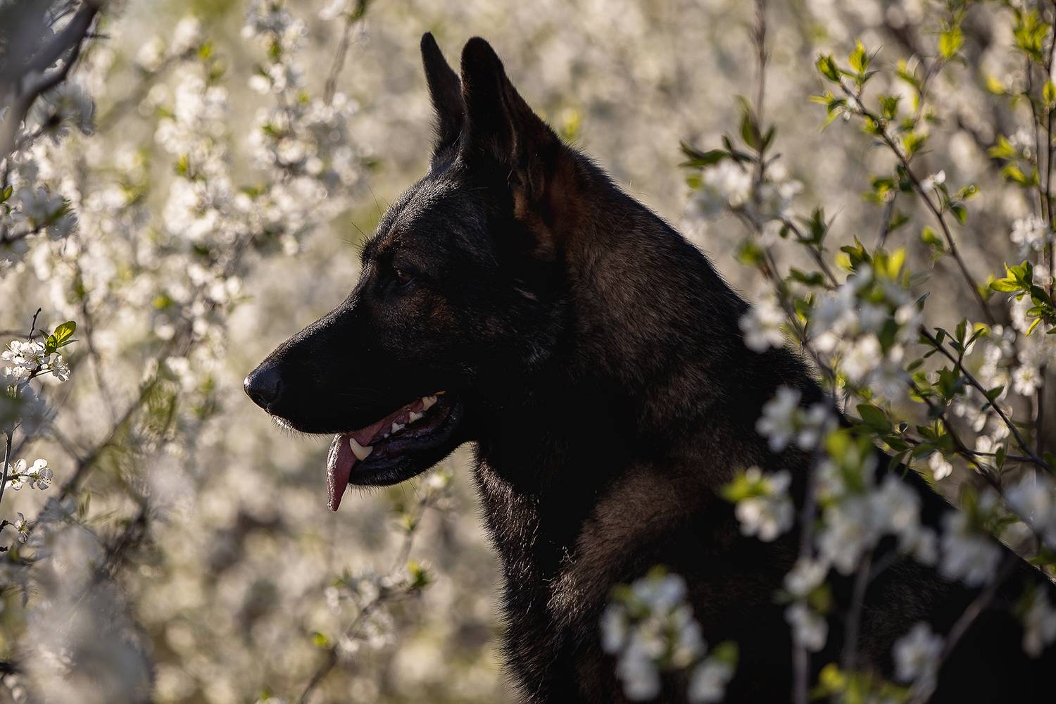 , Елена Самусенкова