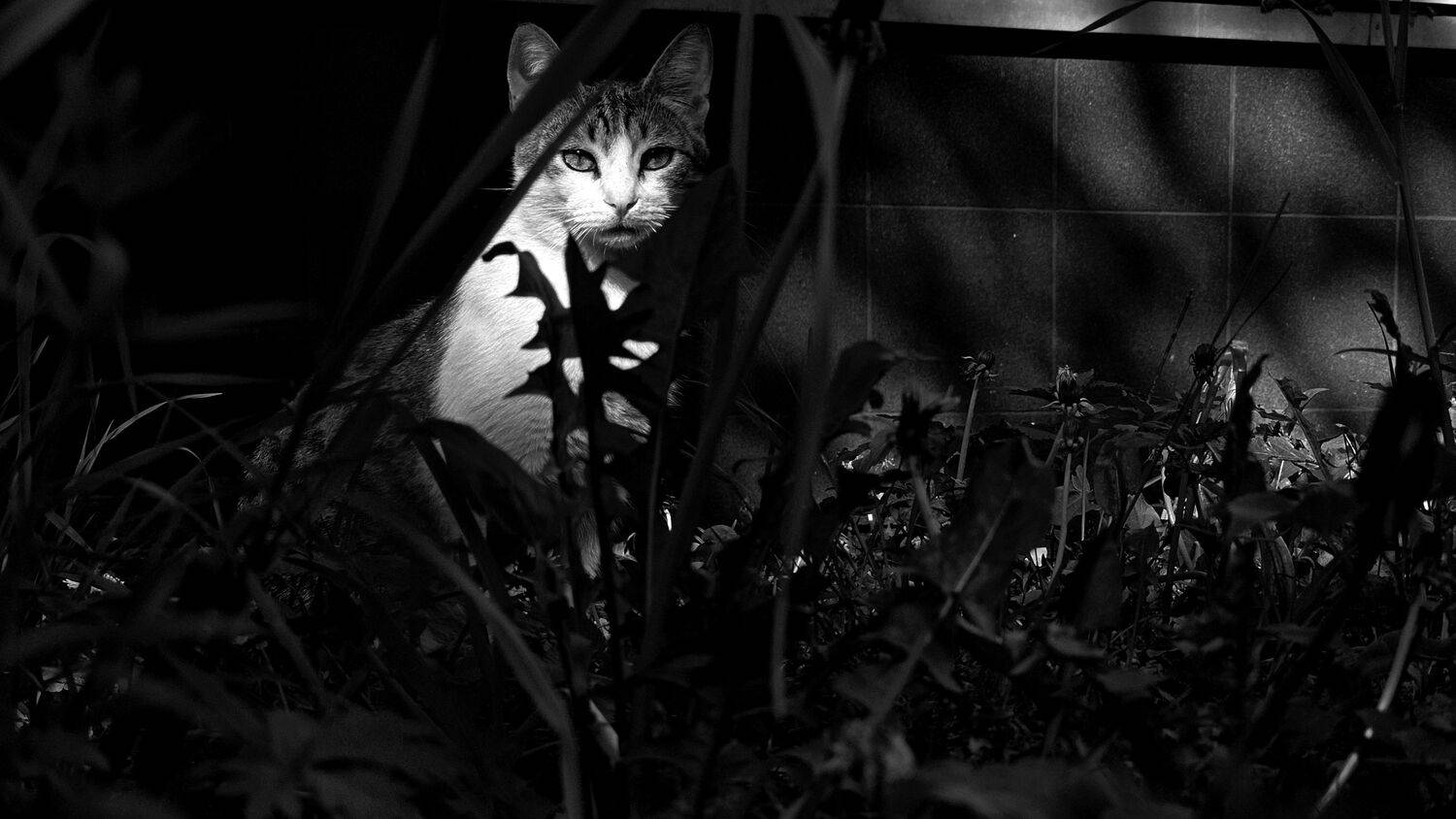 , Мария Яковлева