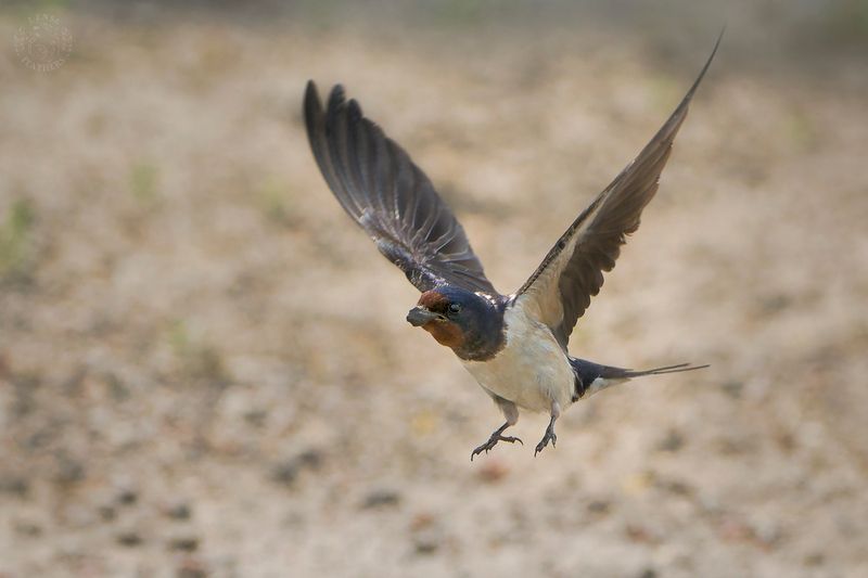 Lens and Feathers фото превью