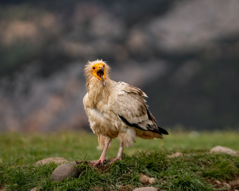 egyptian vulture, raptors, bird of prey, birds, predators, египетский, стервятник, обыкновенный, гриф, хищники, птицы дикие животные Недовольный. Dissatyisfied. фото превью