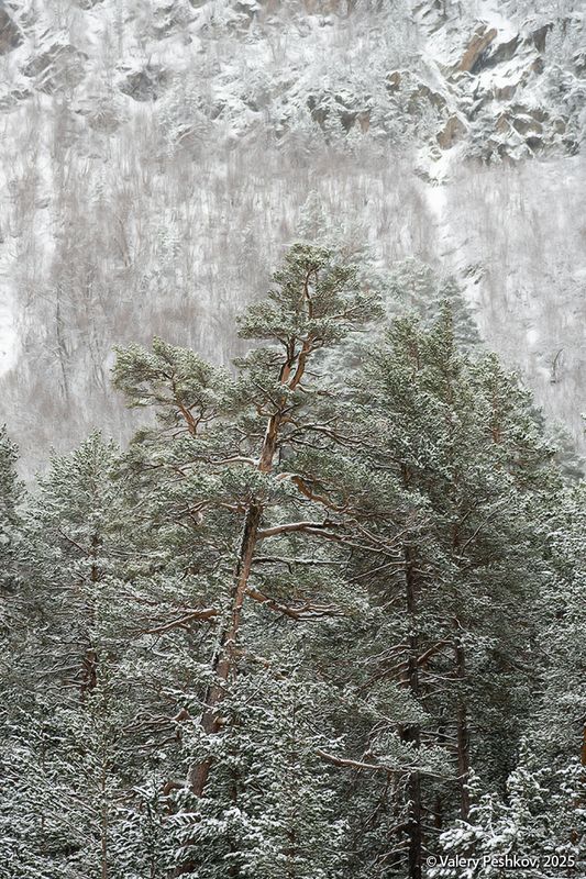 приэльбрусье, баксан, сосны, склоны, снег, иней, апрель, кабардино-балкария Серебрянные этюды фото превью
