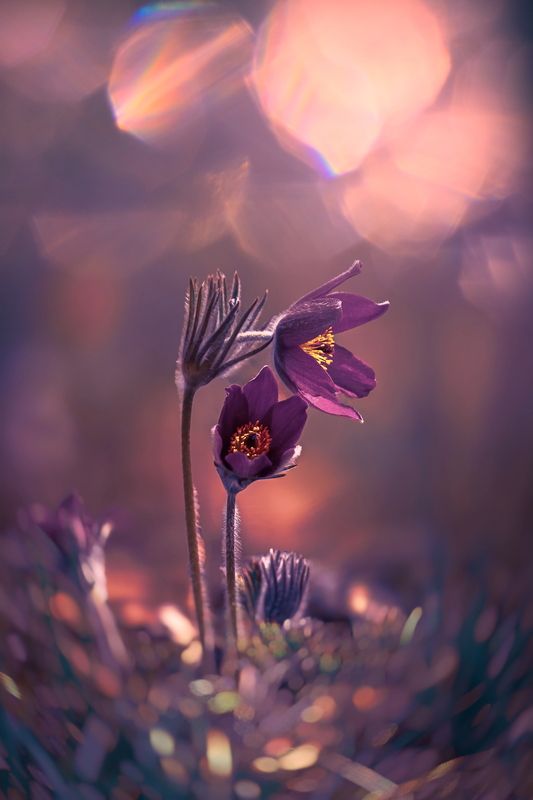 макро, macro, цветы, flower, весна, spring, сон-трава Прострел фото превью