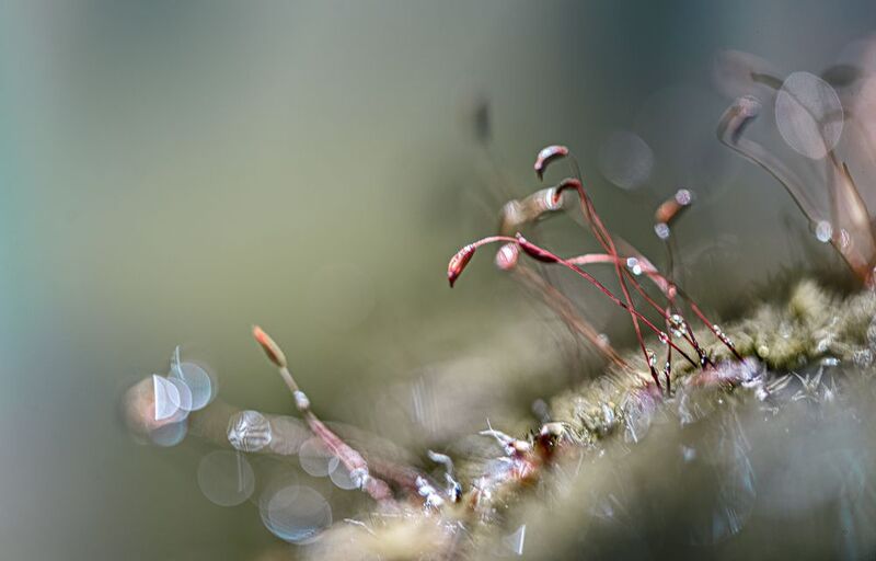 Праздношатающиеся фото превью