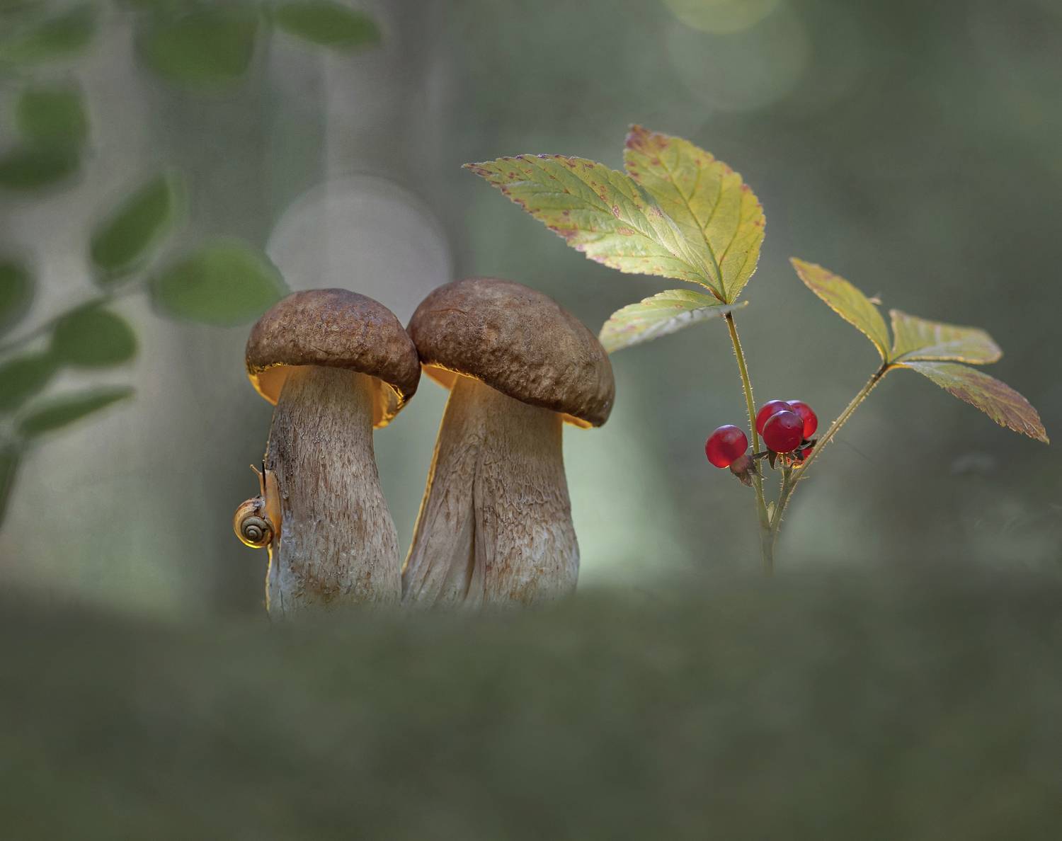 боровик, улитка, беларусь, Александр Гвоздь