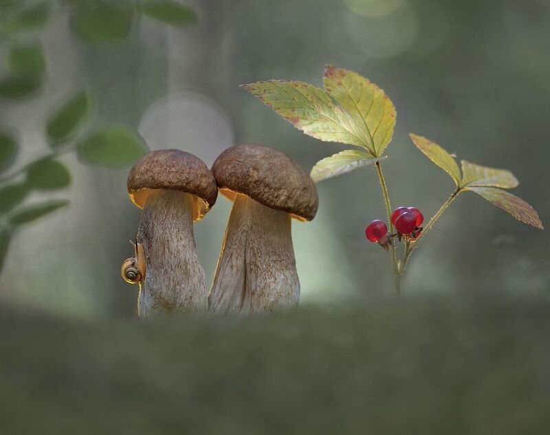 боровик, улитка, беларусь *** фото превью