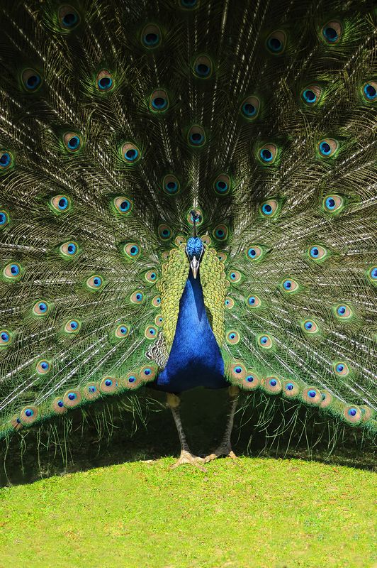 Peacock Parade фото превью