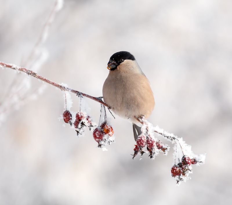 птица, снегирь, самка, Снегирь. фото превью
