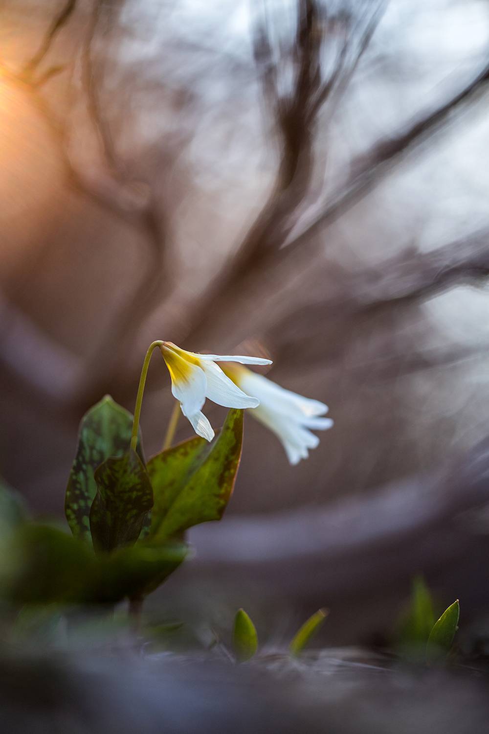 , Илья Михеев