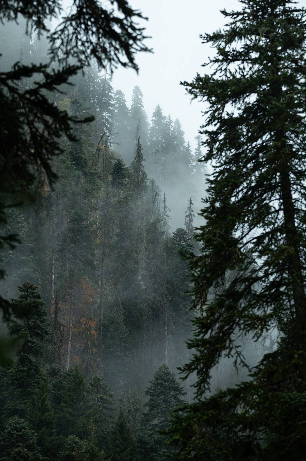 , Перевозчиков Андрей