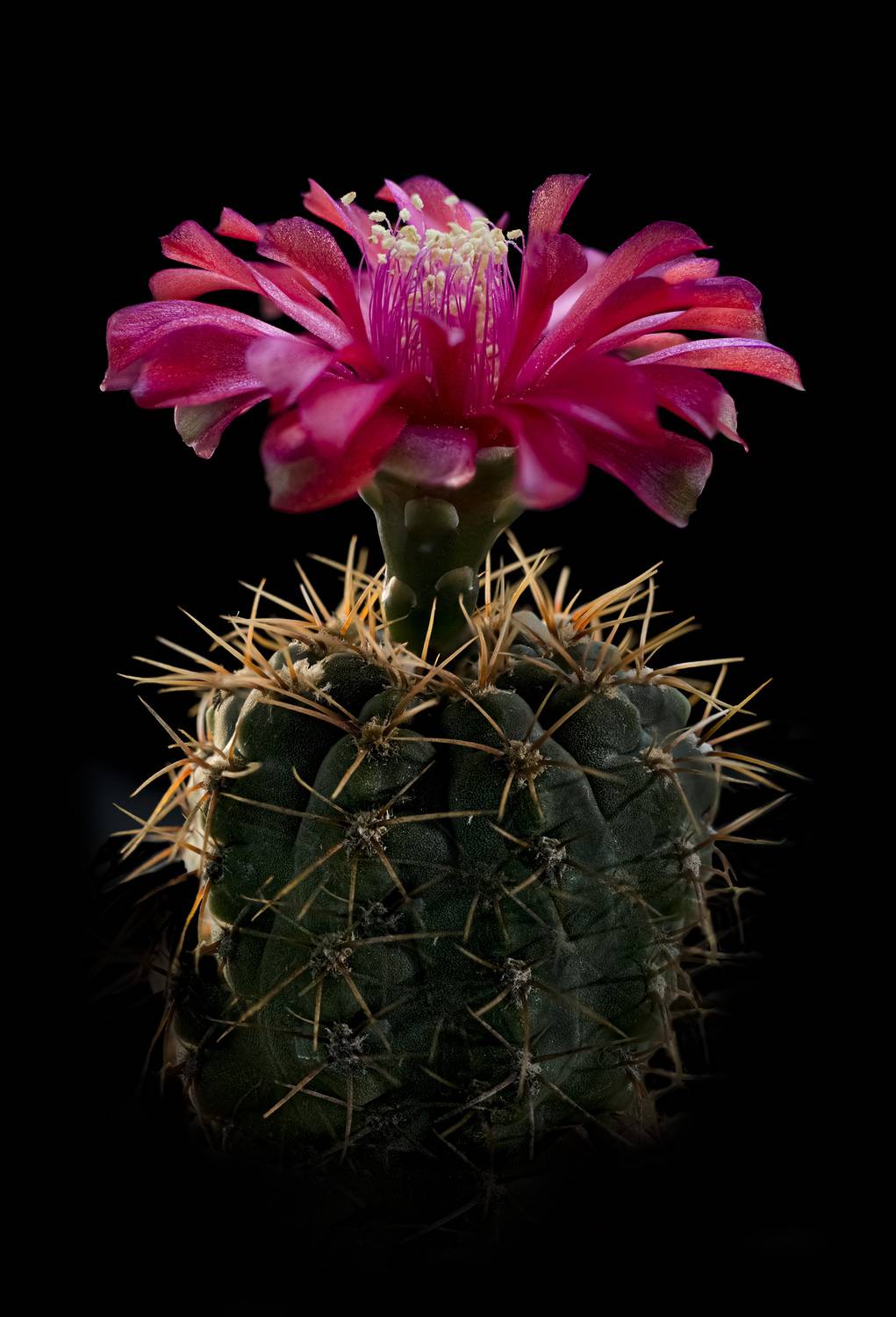 , Черновол Валентин